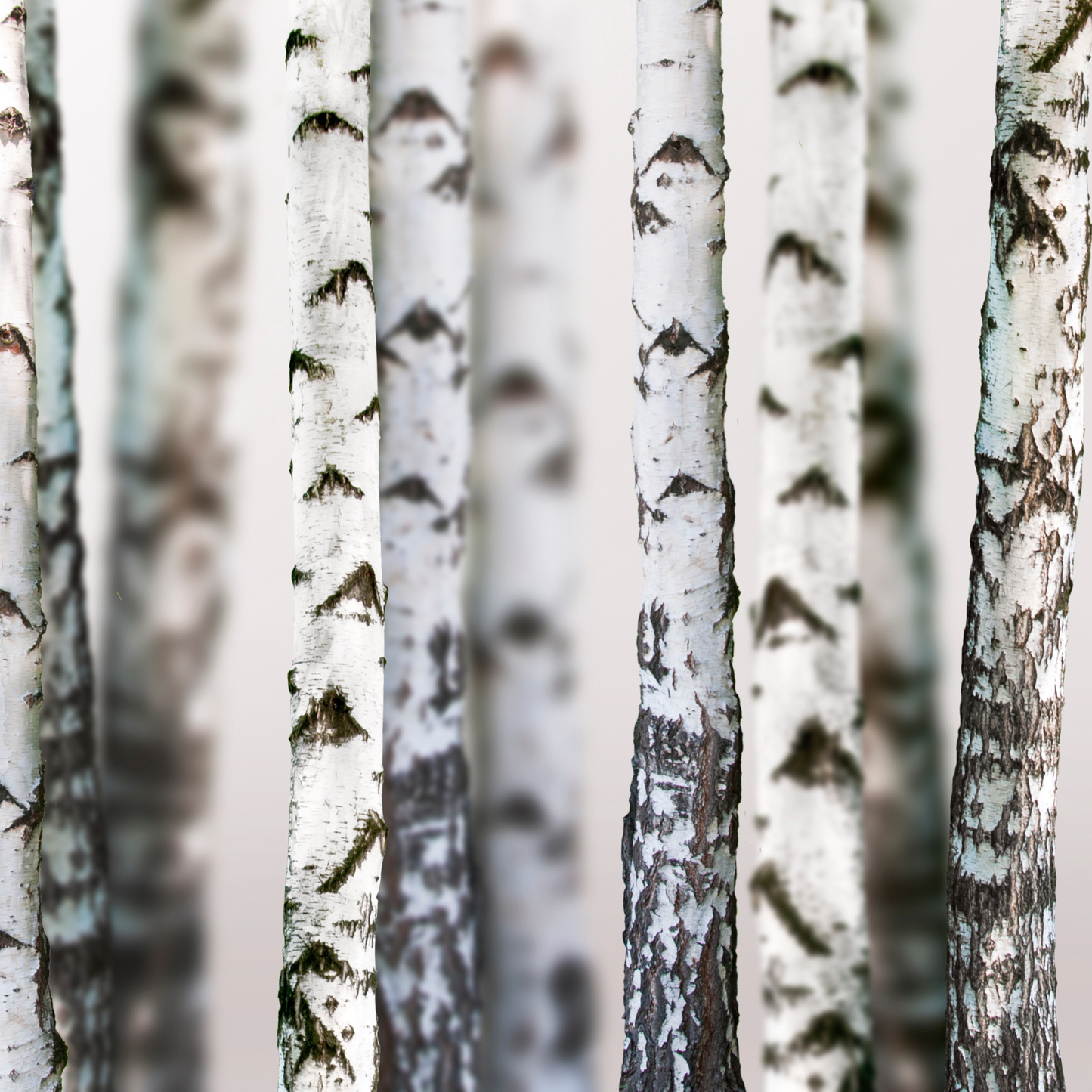 Birch Forest | Miami Vice / Hawaiian Shirt | Nature